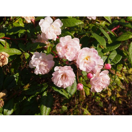 Rosa 'Jean Stephenne' - Rosaceae - rosier