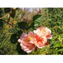 Rosa 'Schloss Wildenfels' - Rosaceae - rosier