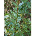 Salix amplexicaulis - saule