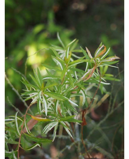 Spiraea thunbergii 'Mount Fuji' - Spirée de thunberg panachée