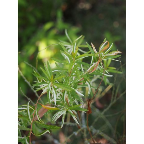 Spiraea thunbergii 'Mount Fuji' - Spirée de thunberg panachée