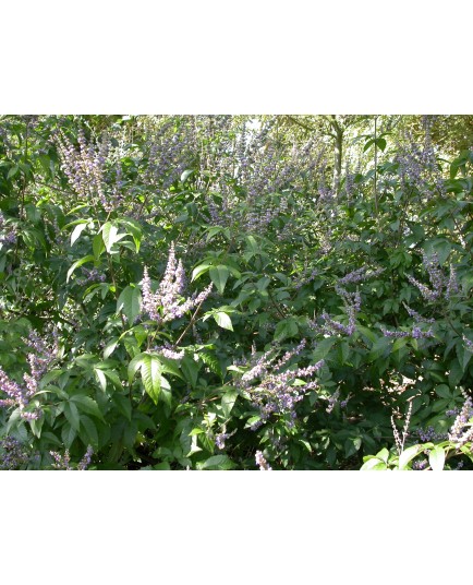 Vitex negundo