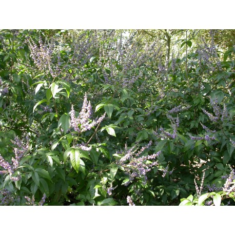 Vitex negundo