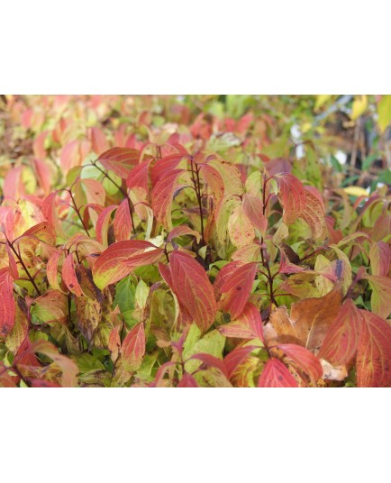 Cornus stolonifera 'Flaviramea' - cornouillers à bois jaune, cornouillers stolonifères,