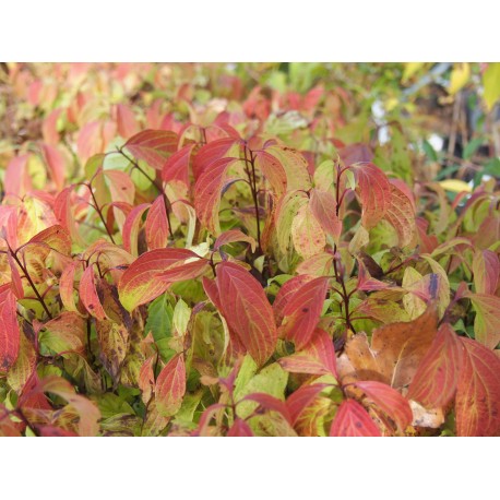 Cornus stolonifera 'Flaviramea' - cornouillers à bois jaune, cornouillers stolonifères,