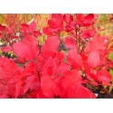 Cotinus coggygria 'Old Fashioned'®