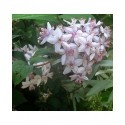 Deutzia hybrida x 'Mont Rose'