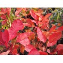 Cotinus coggygria 'Golden Lady' ®