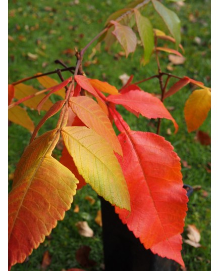 Rhus chinensis - sumac de Chine