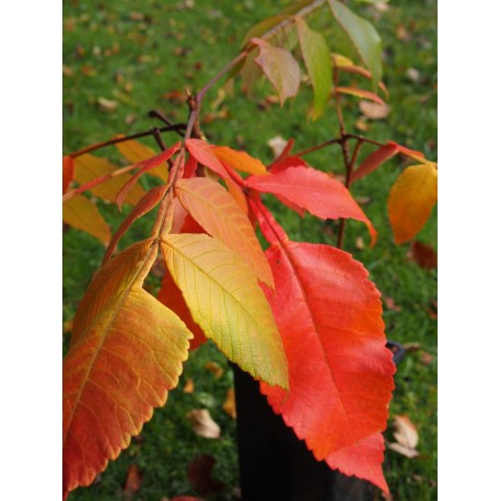 Rhus chinensis - sumac de Chine