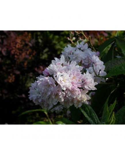 Deutzia hybrida x 'Pink Pompon'