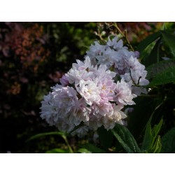 Deutzia hybrida x 'Pink Pompon'