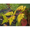 Rubus cockburnianus 'Aureus'