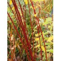 Salix daphnoides bois rouge