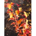 Spiraea vanhouttei x -spirées de Van Houtte