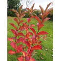 Weigela 'Carnaval'® ( Courtalor)- weigelia