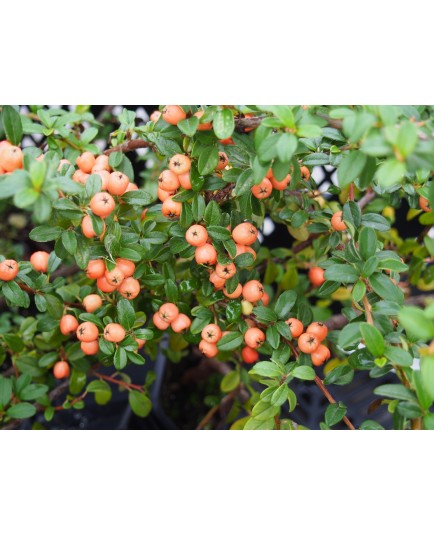 Cotoneaster suecicus x 'Coral Beauty' - cotoneaster rampant