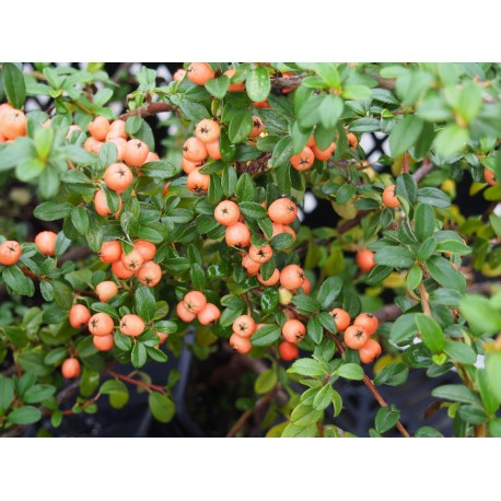 Cotoneaster suecicus x 'Coral Beauty' - cotoneaster rampant