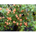 Cotoneaster suecicus x 'Coral Beauty' - cotoneaster rampant