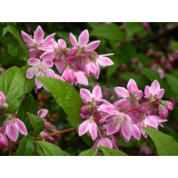 Deutzia hybrida x 'Strawberry Fields'