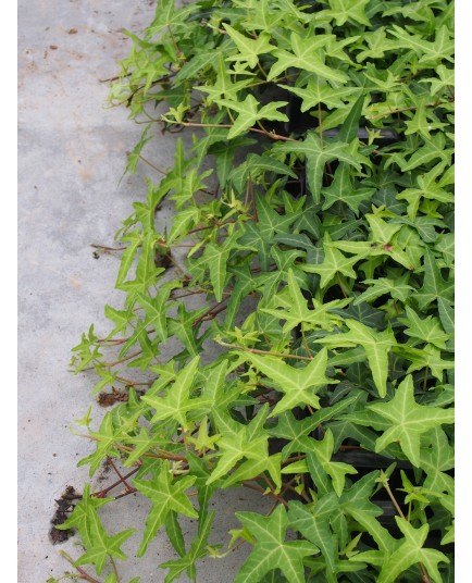 Hedera helix 'Sagittifolia' - Lierre sagitté