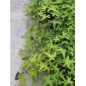 Hedera helix 'Sagittifolia' - Lierre sagitté