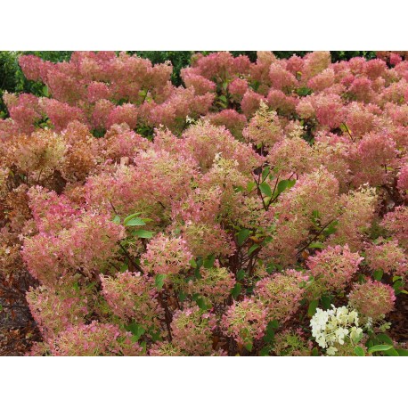 Hydrangea paniculata 'Bobo'®