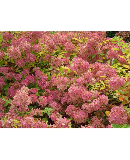 Hydrangea paniculata 'Bombshell' ®