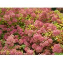 Hydrangea paniculata 'Bombshell' ®