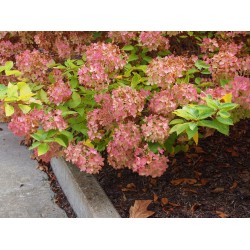 Hydrangea paniculata 'Dart's Little Dot' ®