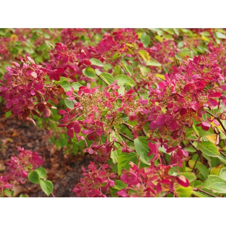 Hydrangea paniculata 'Diamant rouge' ®