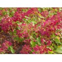 Hydrangea paniculata 'Diamant rouge' ®