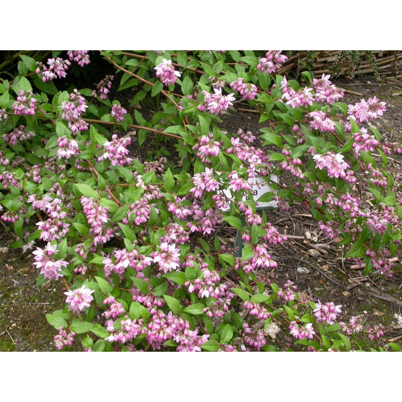 Deutzia 'Strawberry Fields' - Arbuste à Fleurs Roses - Pot 17cm, Hauteur 45cm - Peu D'entretien, Résistant Au Gel