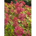 Hydrangea paniculata 'Diamant rouge' ®