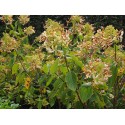 Hydrangea paniculata 'Great star'®