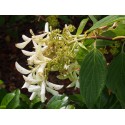 Hydrangea paniculata 'Great star'®