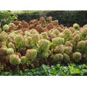 Hydrangea paniculata 'Levana'®