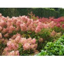 Hydrangea paniculata 'Phantom'