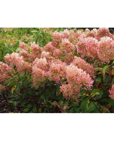 Hydrangea paniculata 'Phantom'