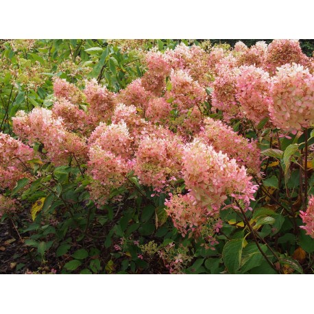 Hydrangea paniculata 'Phantom'