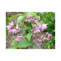 Deutzia hybrida x 'Perle Rose'