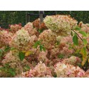 Hydrangea paniculata 'Polar Bear'®