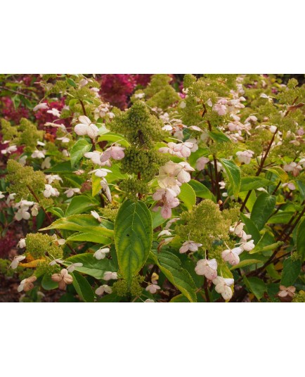 Hydrangea paniculata 'Prim White'®