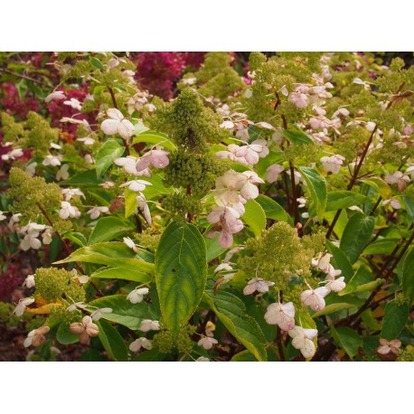 Hydrangea paniculata 'Prim White'®