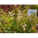 Hydrangea paniculata 'Prim White'®