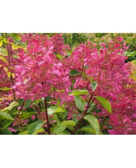 Hydrangea paniculata 'Wim's Red'®