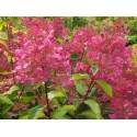 Hydrangea paniculata 'Wim's Red'®