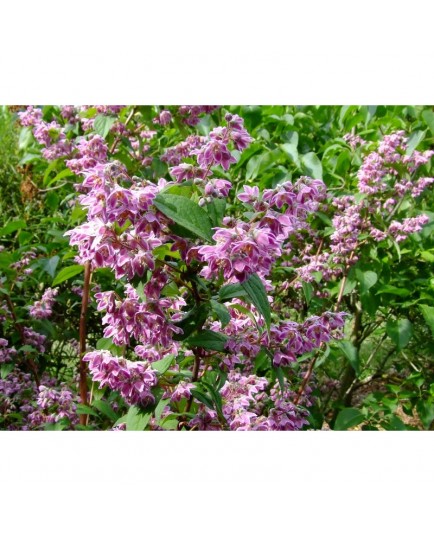 Deutzia hybrida x 'Perle Rose'