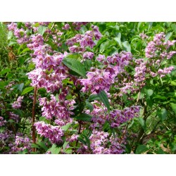 Deutzia hybrida x 'Perle Rose'