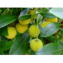 Arbutus unedo ' Compacta'